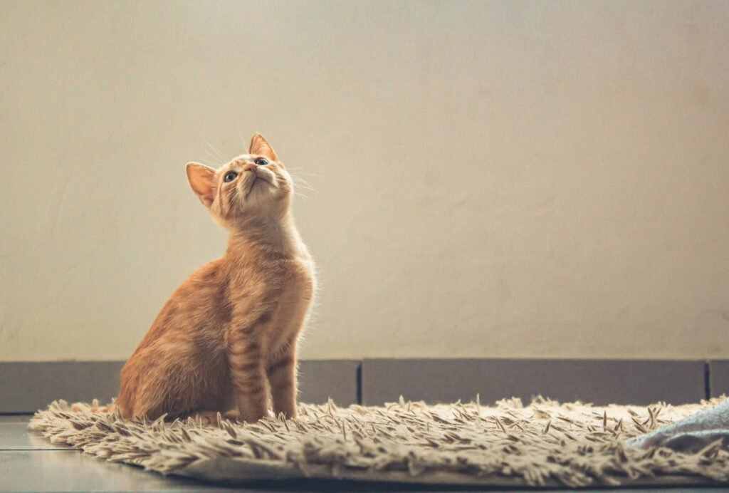 Wie lange sind Katzen rollig