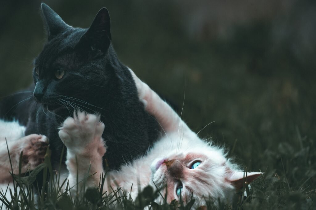 Wie lange sind Katzen rollig